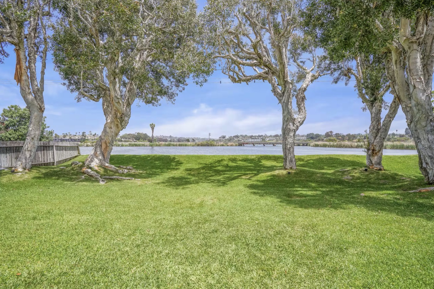 The back lawn running down to Buena Vista Lagoon beneath the melaleucas